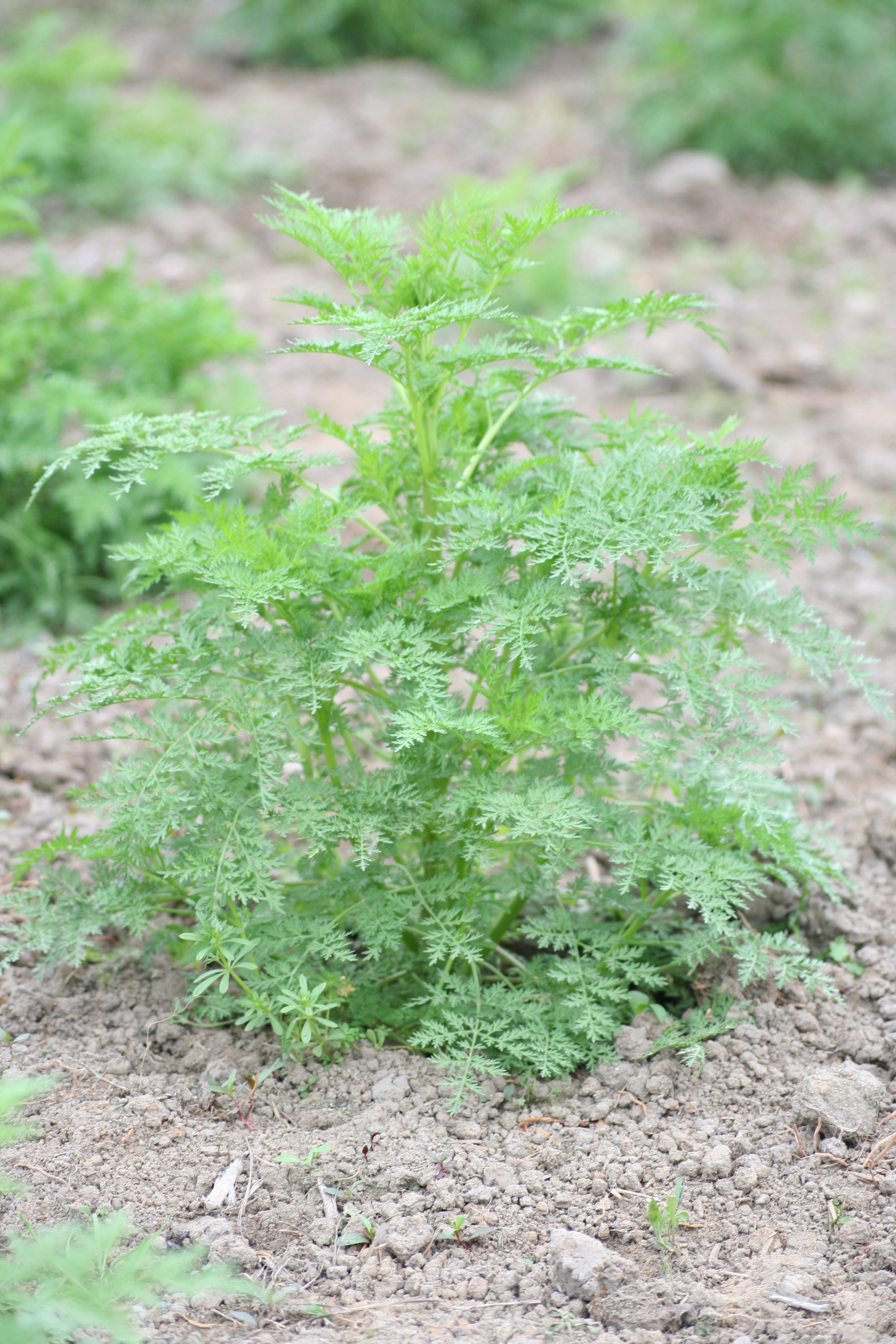 Artemisinin Sipariş