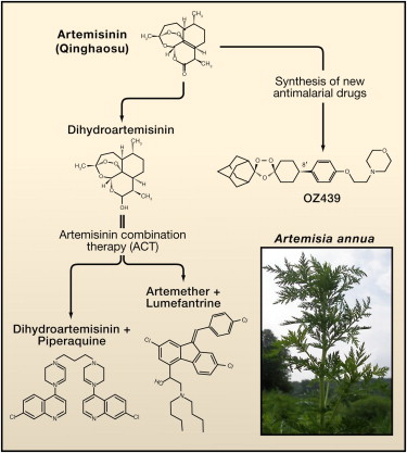 Artemisinin Sipariş